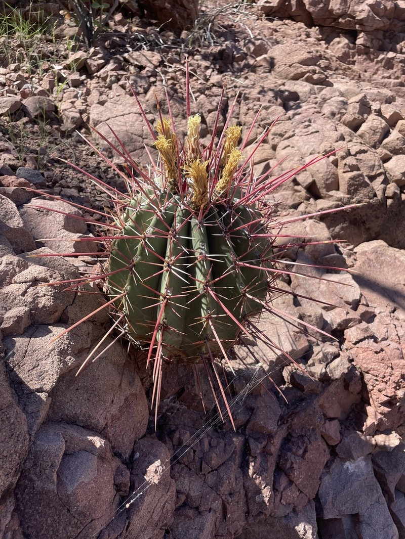 Emory's Barrel Cactus photo 8