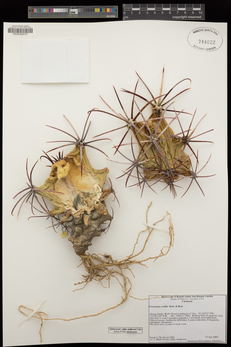 Ferocactus emoryi subsp. covillei photo 2