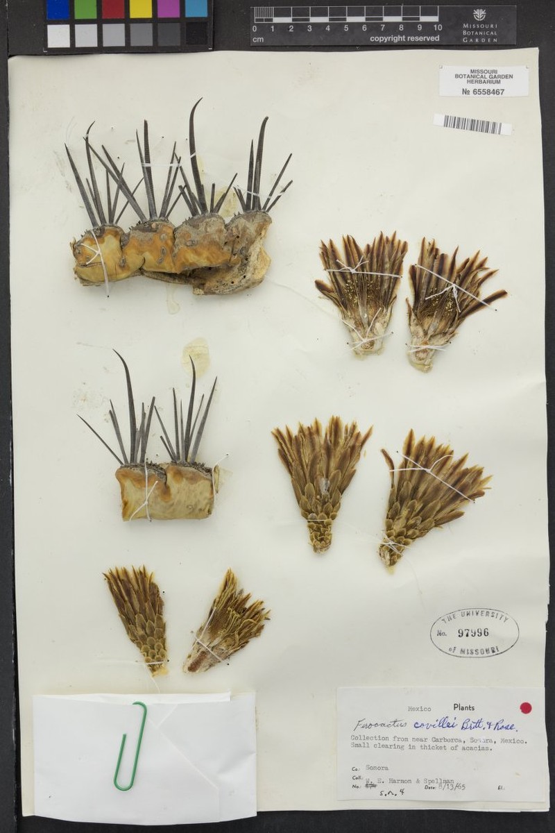 Ferocactus emoryi subsp. covillei