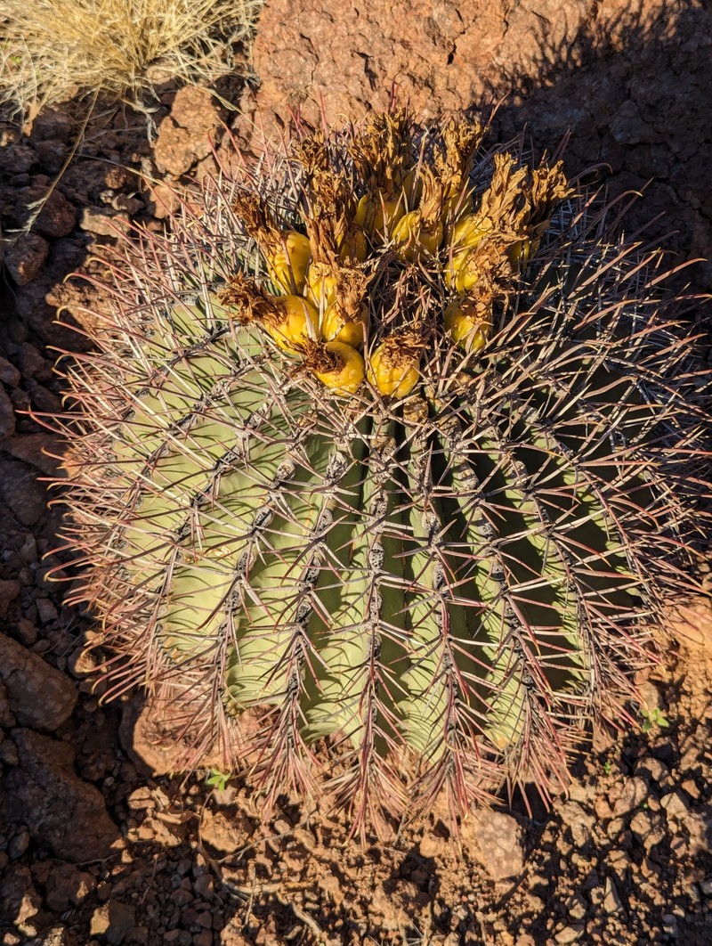 Ferocactus emoryi subsp. emoryi