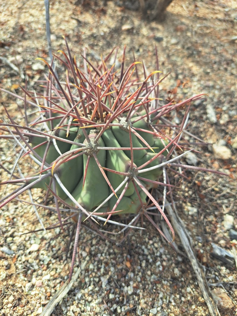 Ferocactus emoryi subsp. emoryi photo 3