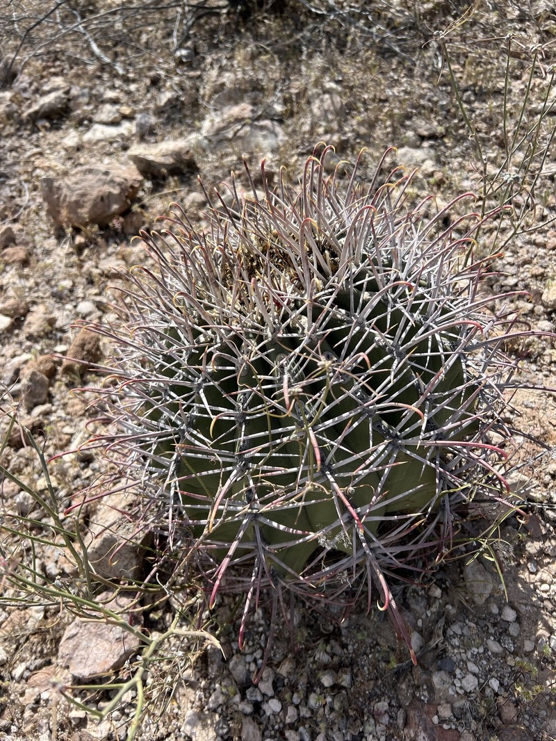 Ferocactus emoryi subsp. emoryi photo 4