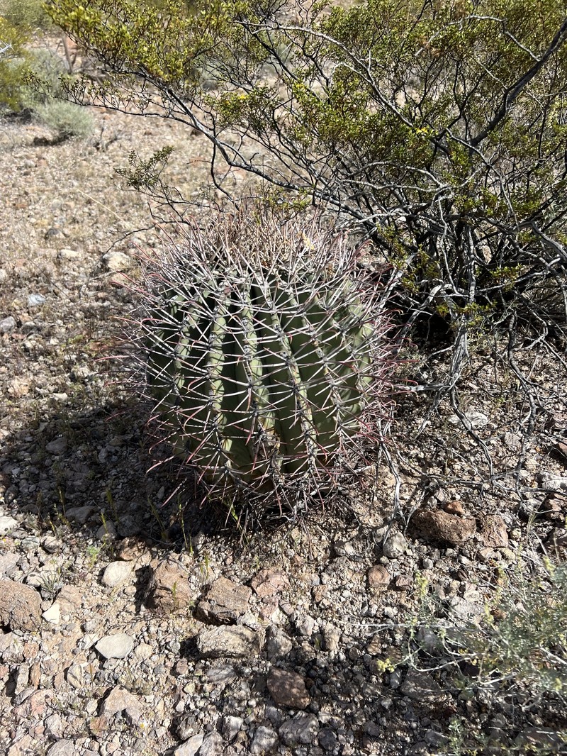 Ferocactus emoryi subsp. emoryi photo 5