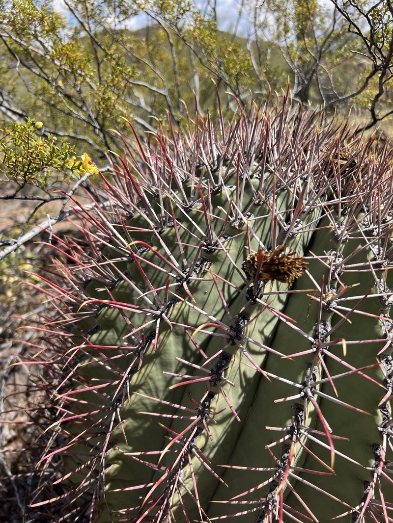 Ferocactus emoryi subsp. emoryi photo 6