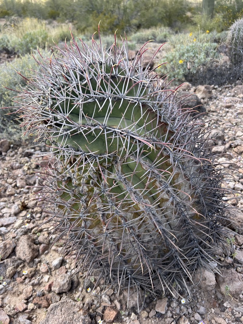 Ferocactus emoryi subsp. emoryi photo 7