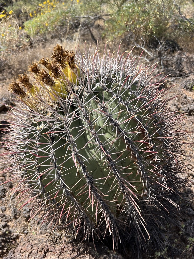 Ferocactus emoryi subsp. emoryi photo 8