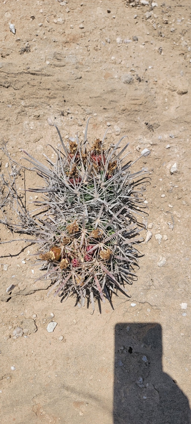 Ferocactus fordii subsp. fordii