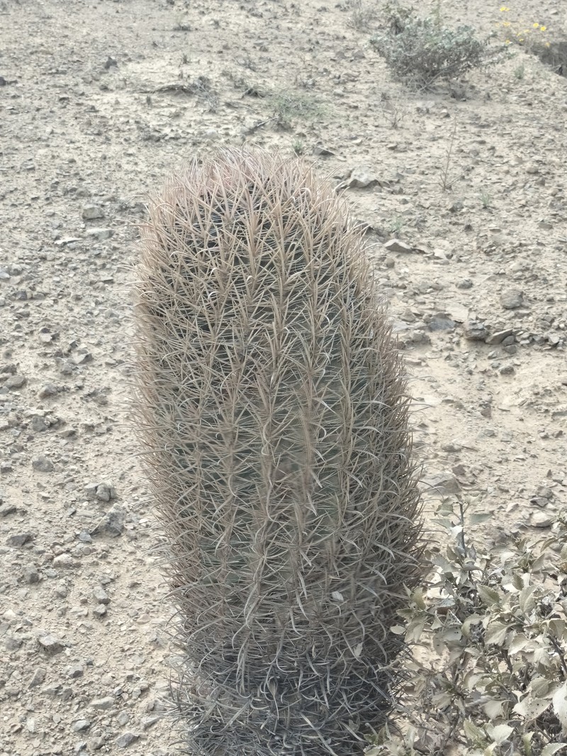 Ferocactus fordii subsp. fordii photo 2