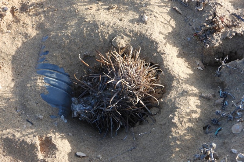 Ferocactus fordii subsp. fordii photo 3