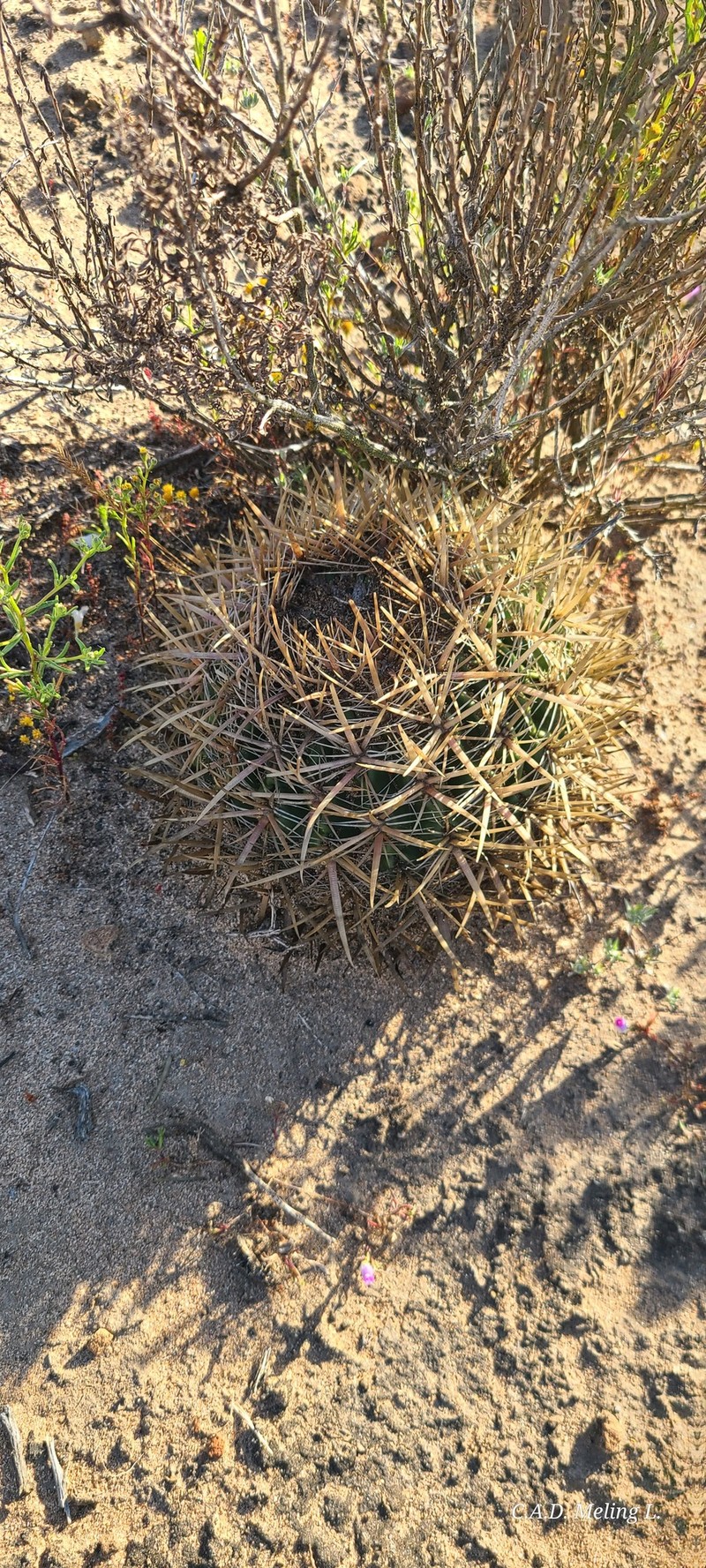 Ferocactus fordii subsp. fordii photo 4