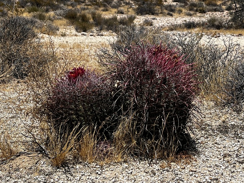 Ferocactus gracilis subsp. gracilis