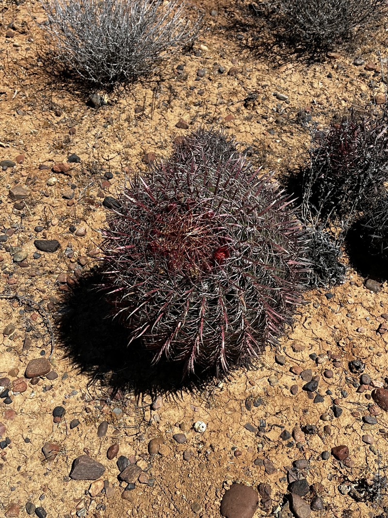 Ferocactus gracilis subsp. gracilis photo 2