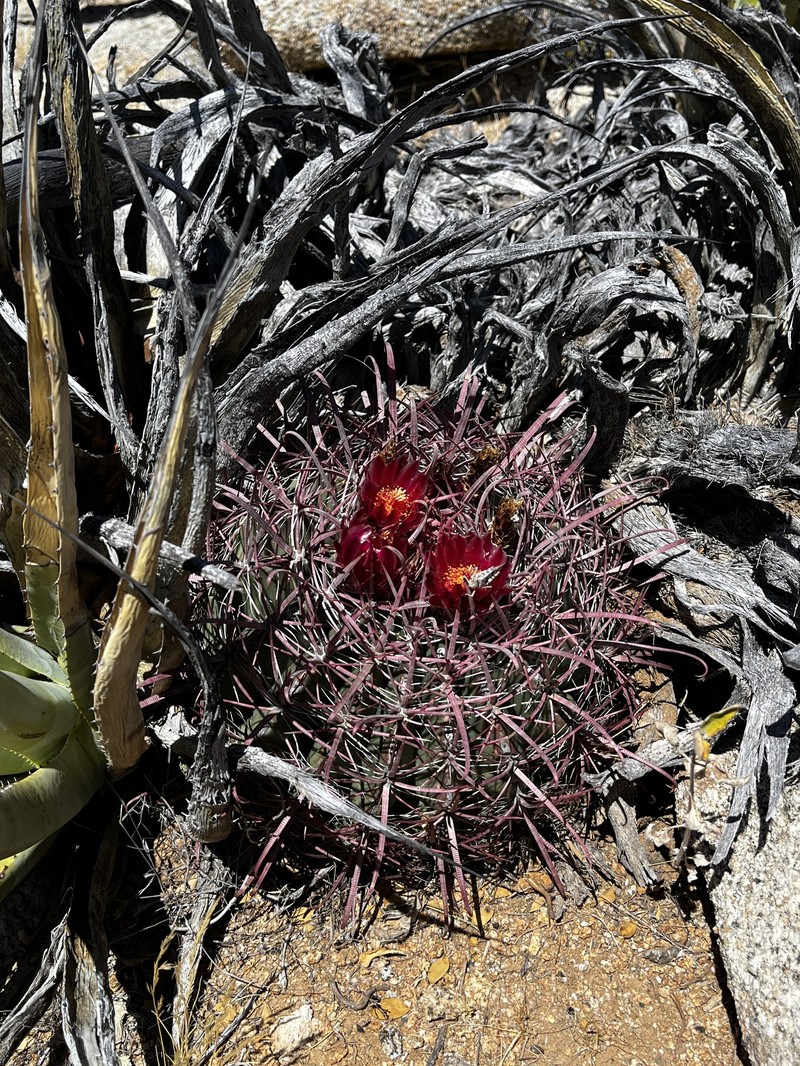 Ferocactus gracilis subsp. gracilis photo 3