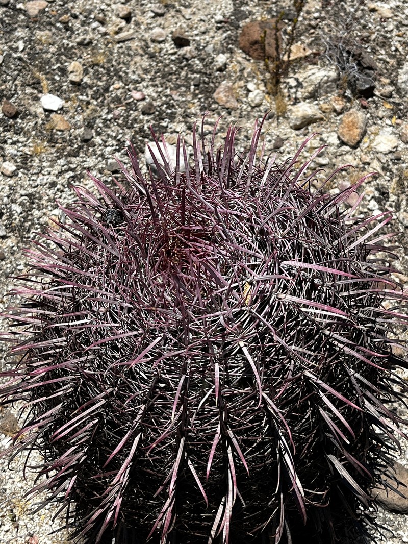 Ferocactus gracilis subsp. gracilis photo 4