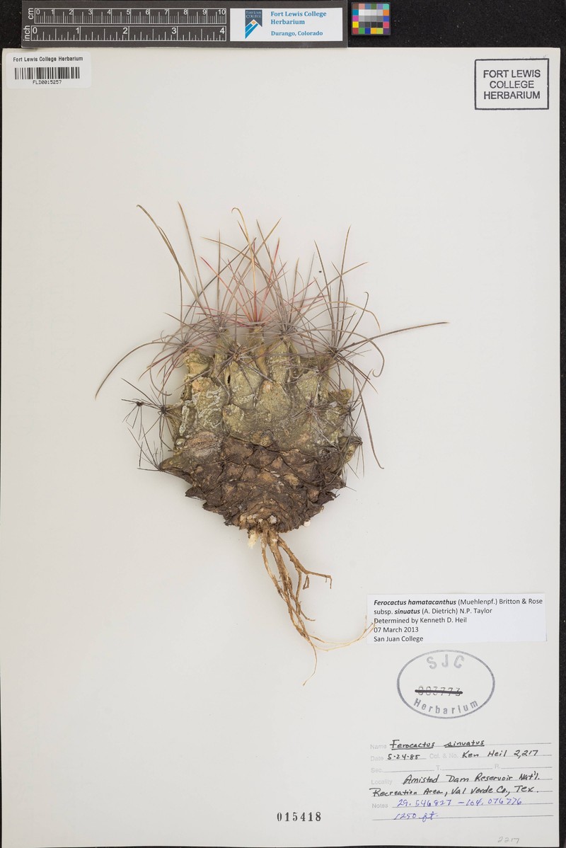 Ferocactus hamatacanthus subsp. sinuatus