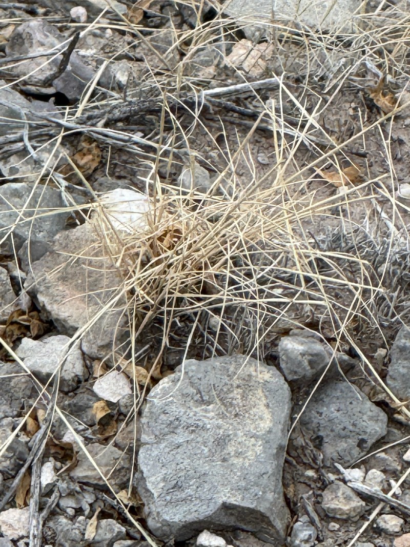 Chihuahuan Fishhook Cactus