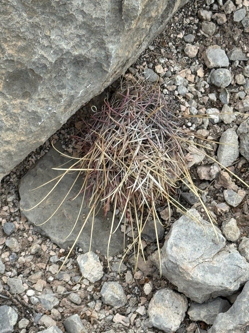 Chihuahuan Fishhook Cactus photo 2