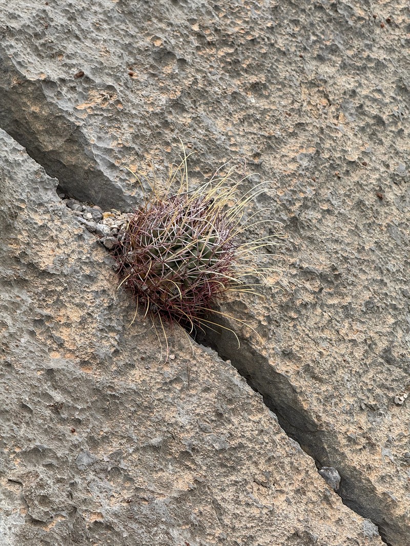Chihuahuan Fishhook Cactus photo 3