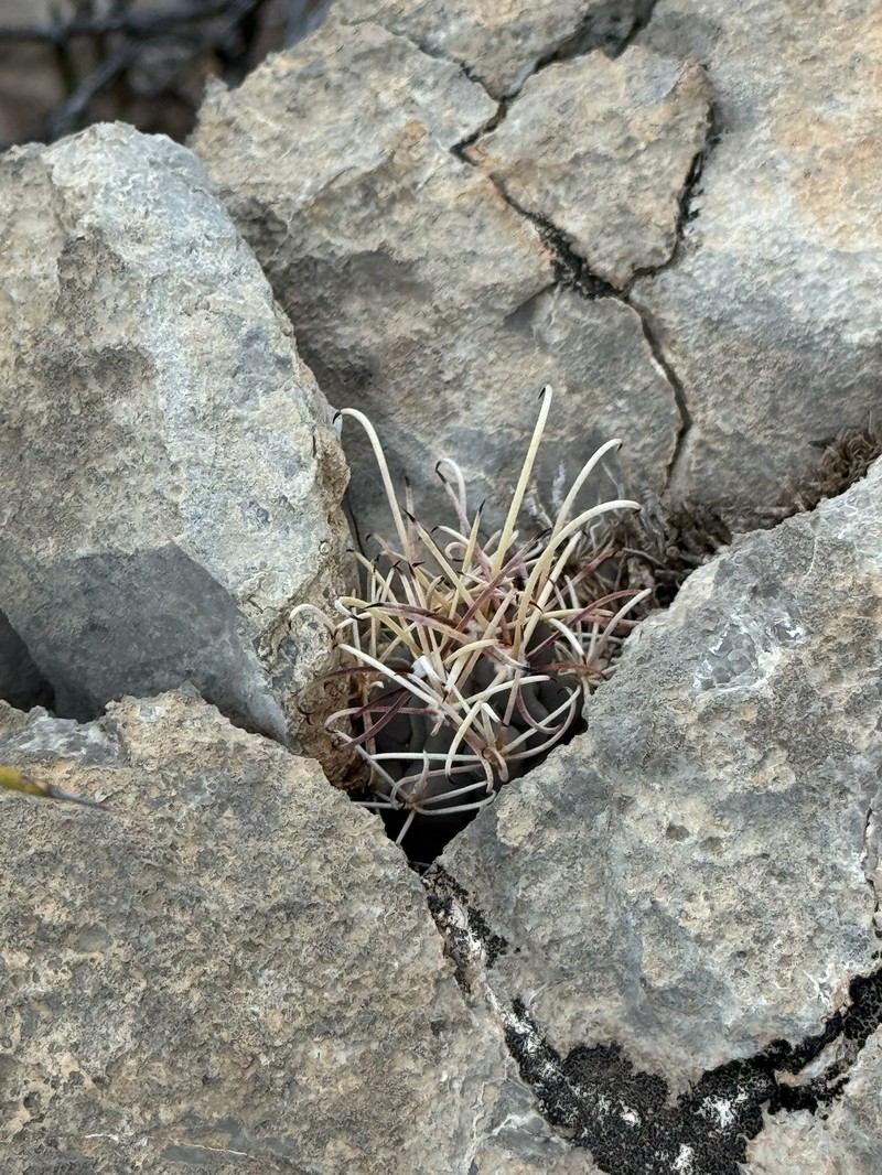 Chihuahuan Fishhook Cactus photo 4