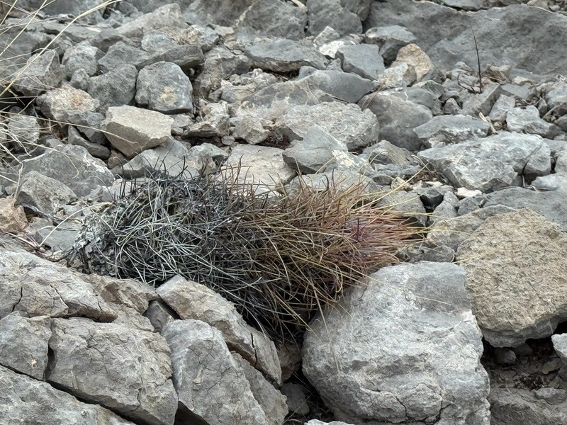 Chihuahuan Fishhook Cactus photo 5
