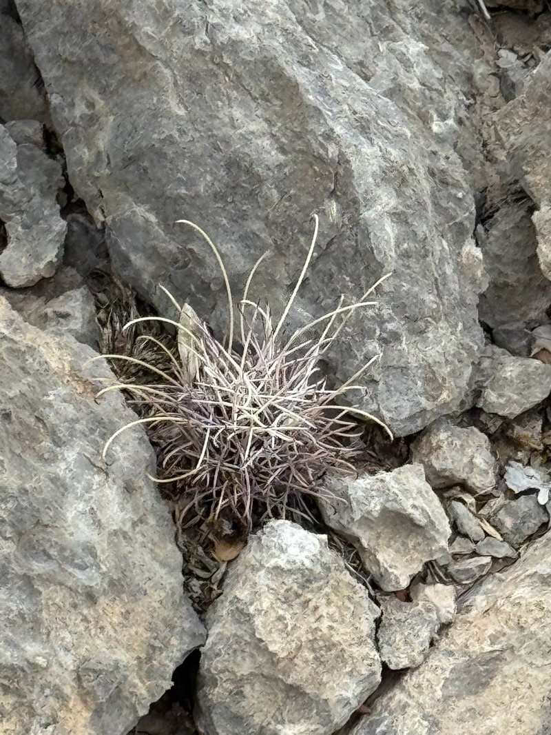 Chihuahuan Fishhook Cactus photo 6