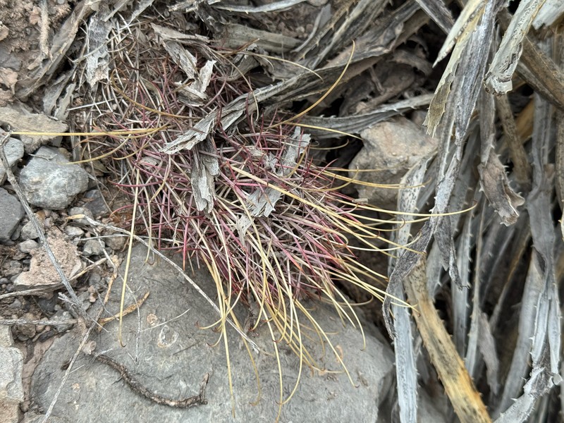 Chihuahuan Fishhook Cactus photo 7