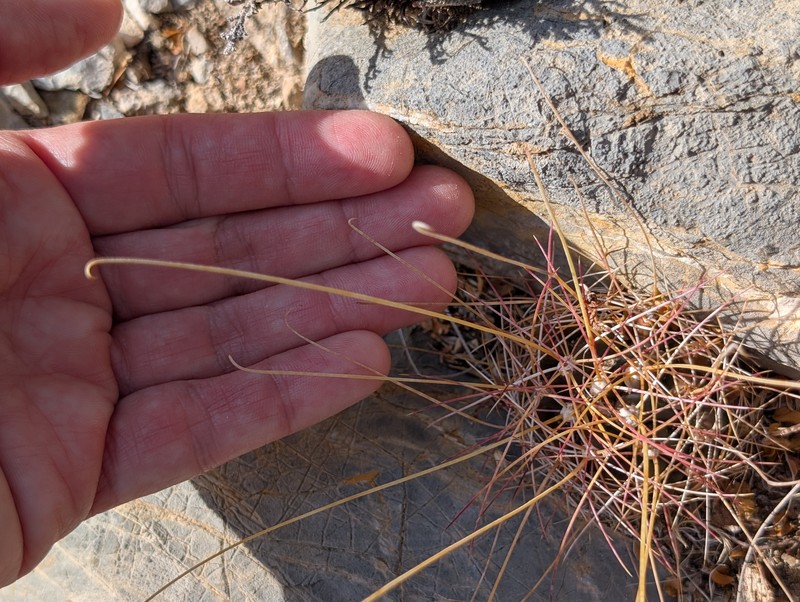 Chihuahuan Fishhook Cactus photo 8