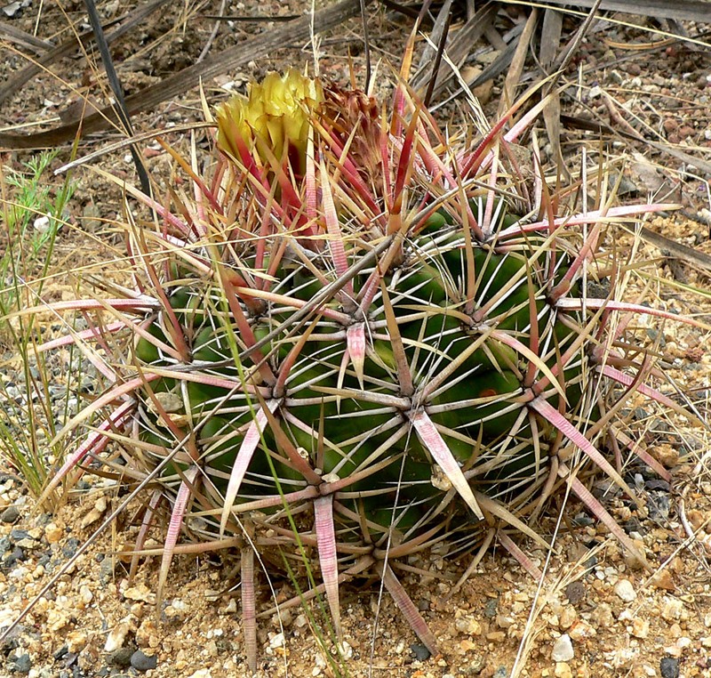 San Diego Barrelcactus