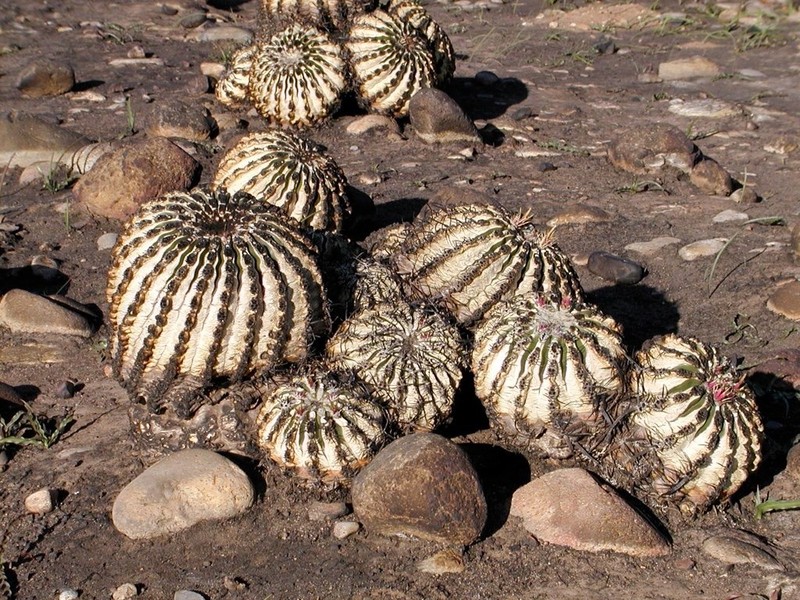 San Diego Barrelcactus