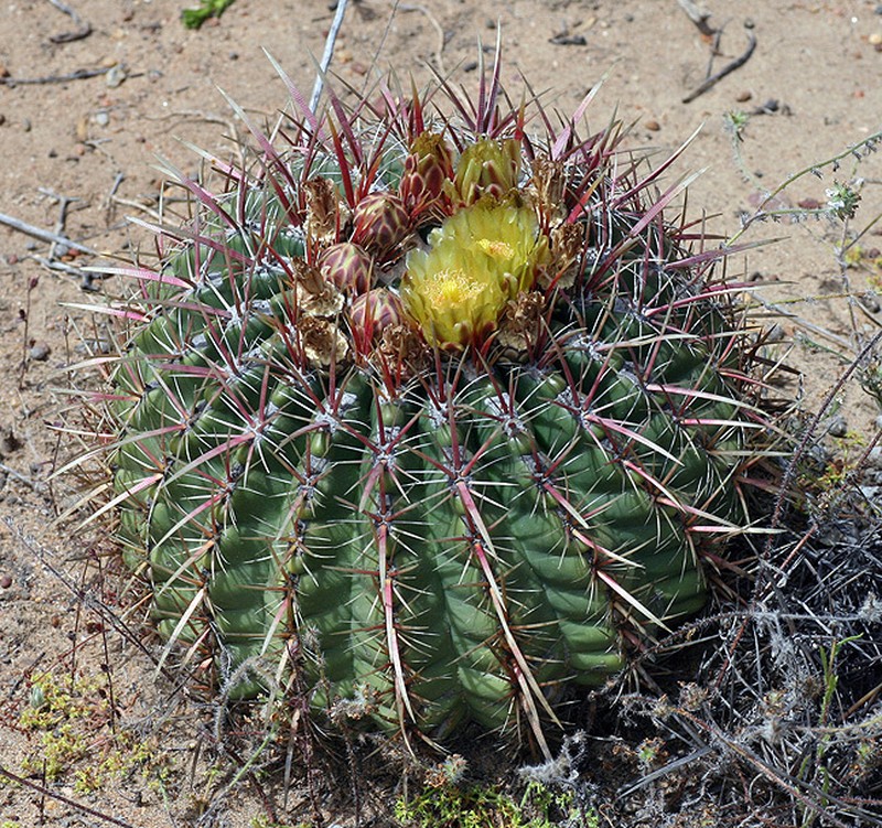 San Diego Barrelcactus photo 2