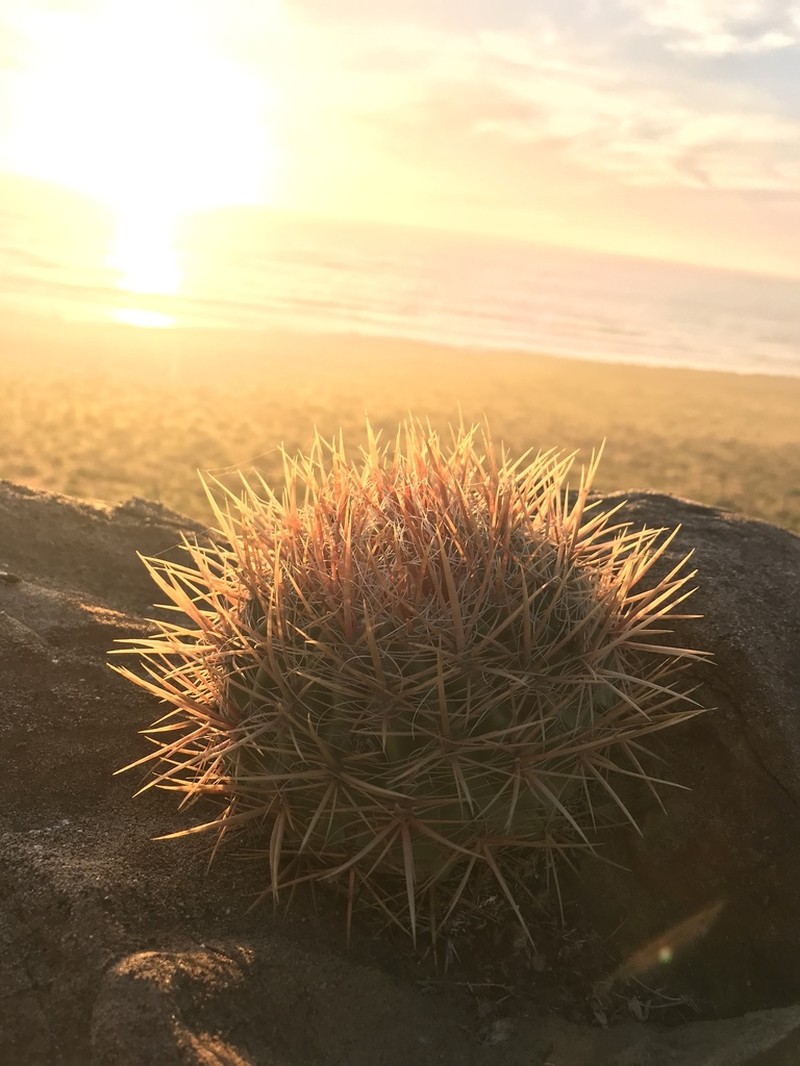 San Diego Barrelcactus photo 3