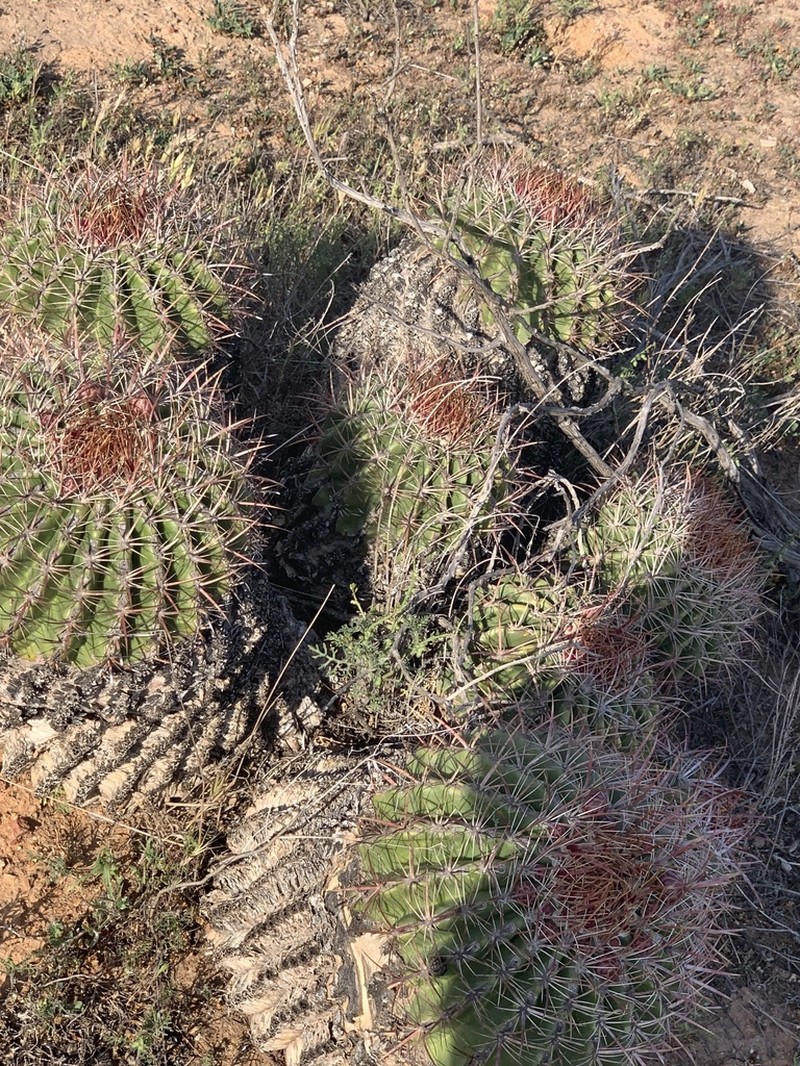 San Diego Barrelcactus photo 4