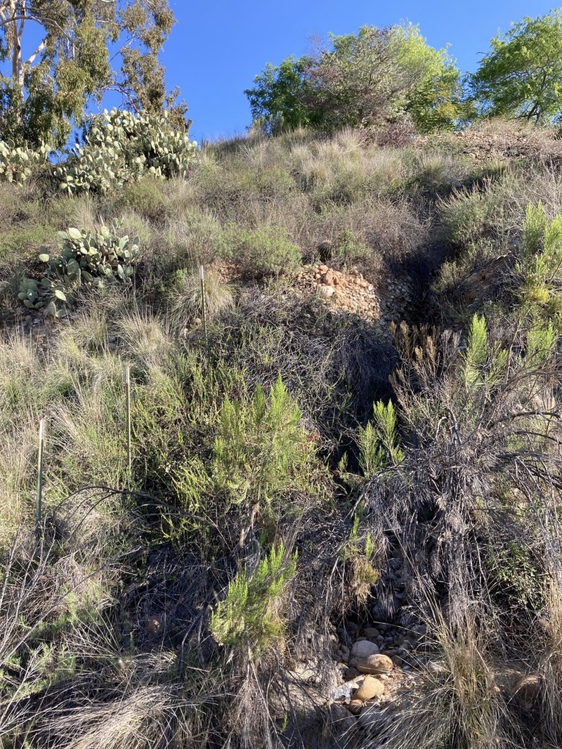 San Diego Barrelcactus photo 5