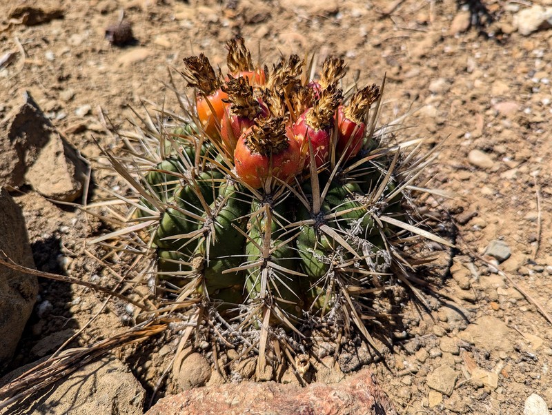 San Diego Barrelcactus photo 6