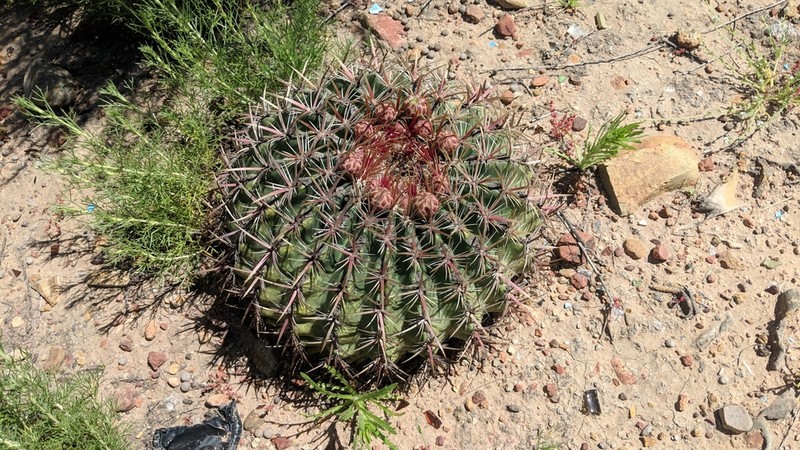 San Diego Barrelcactus photo 7