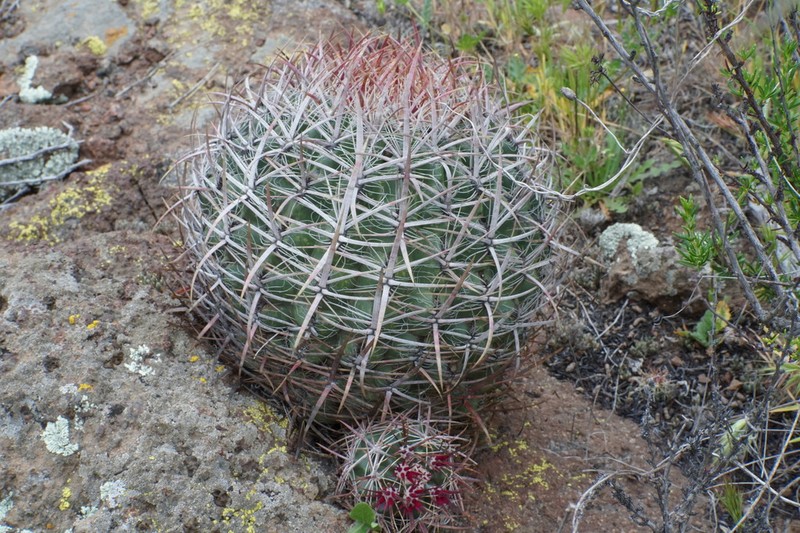 San Diego Barrelcactus photo 8