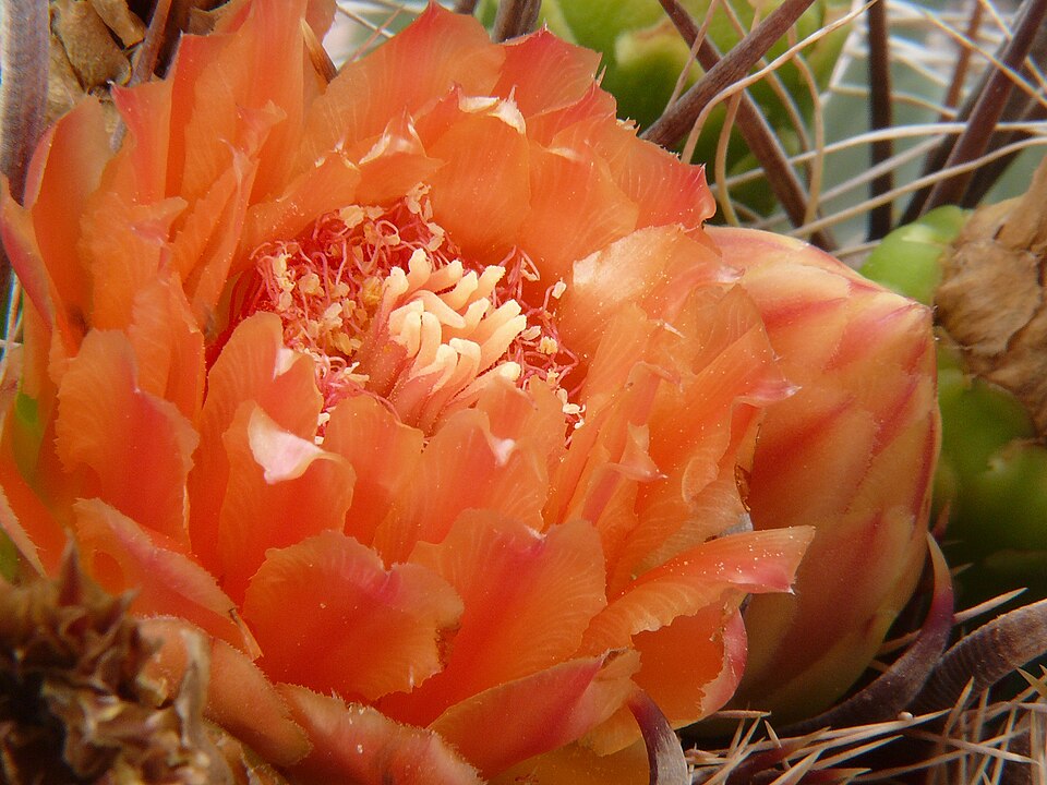 Candy Barrelcactus