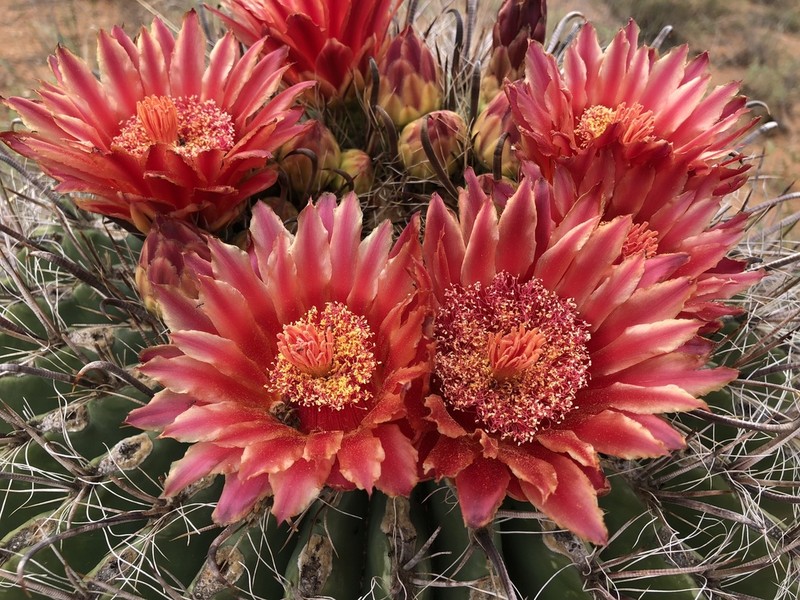 Candy Barrelcactus