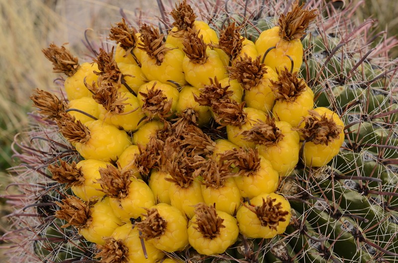 Candy Barrelcactus photo 2