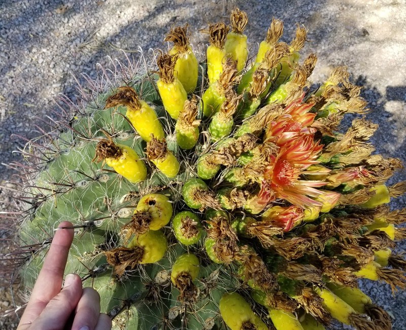 Candy Barrelcactus photo 3
