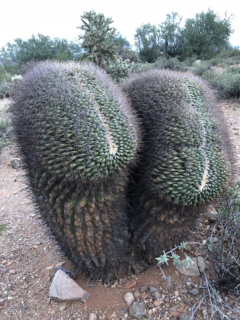 Candy Barrelcactus photo 4