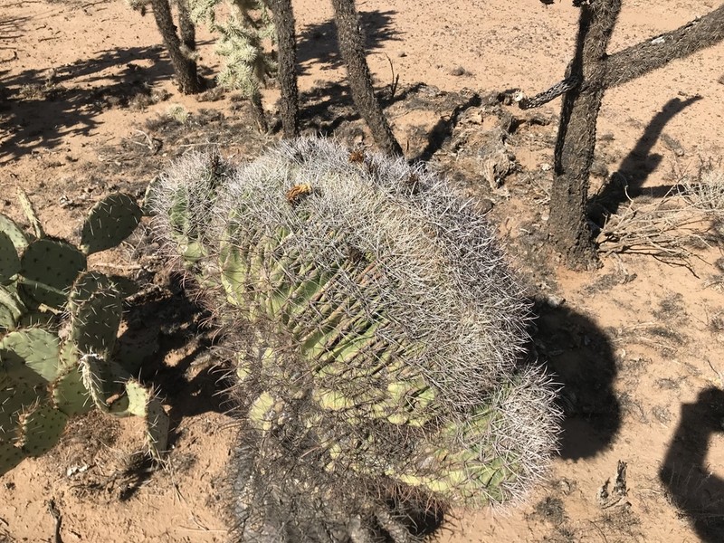 Candy Barrelcactus photo 5