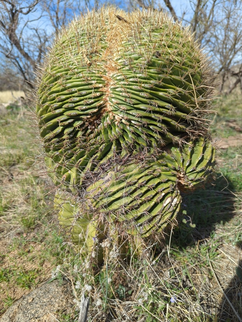 Candy Barrelcactus photo 6