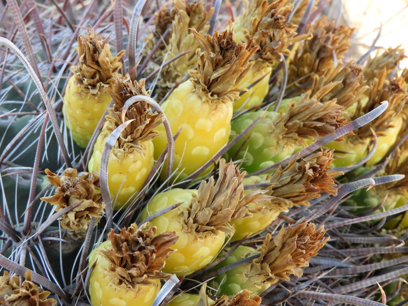Candy Barrelcactus photo 7