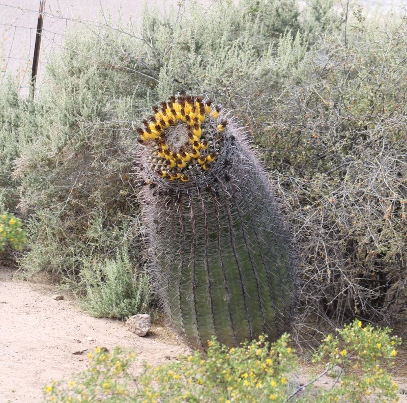 Candy Barrelcactus photo 8