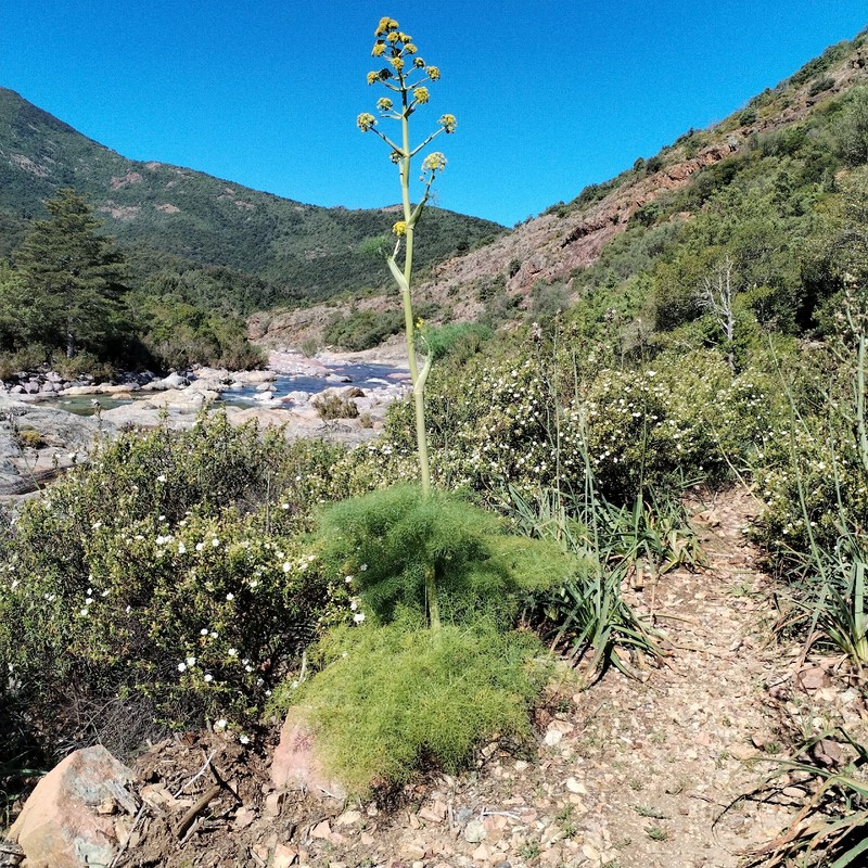 Ferula communis subsp. communis