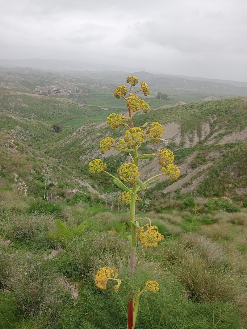 Ferula communis subsp. communis photo 2