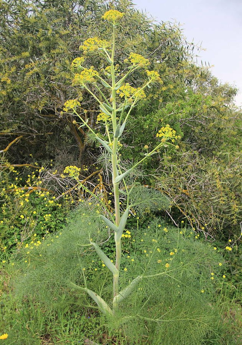 Ferula communis subsp. communis photo 3