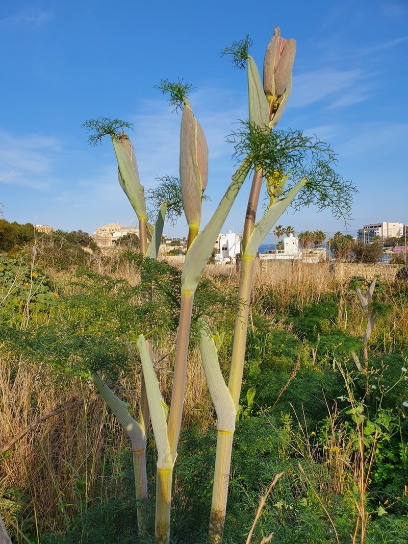 Ferula melitensis photo 2