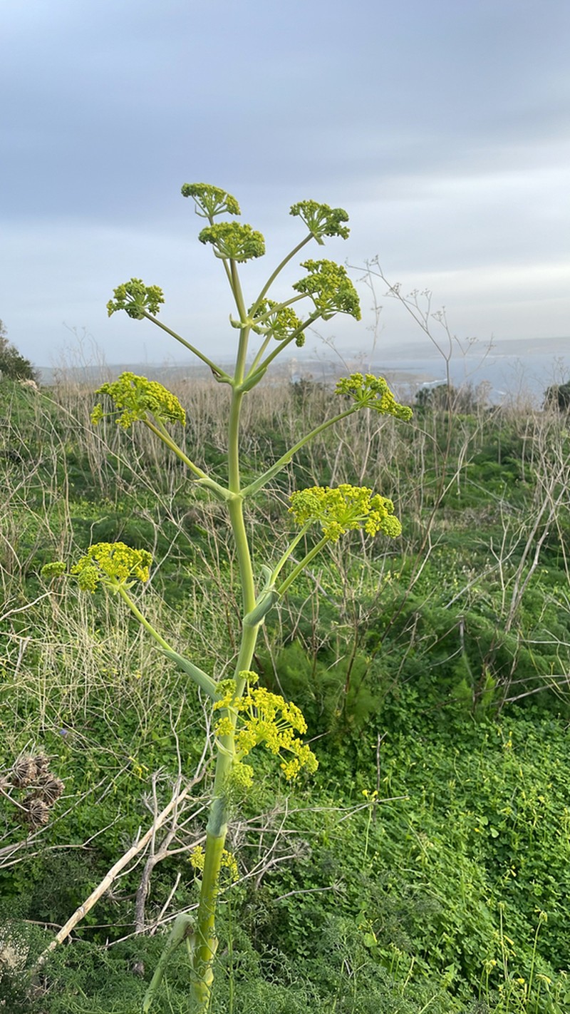 Ferula melitensis photo 3